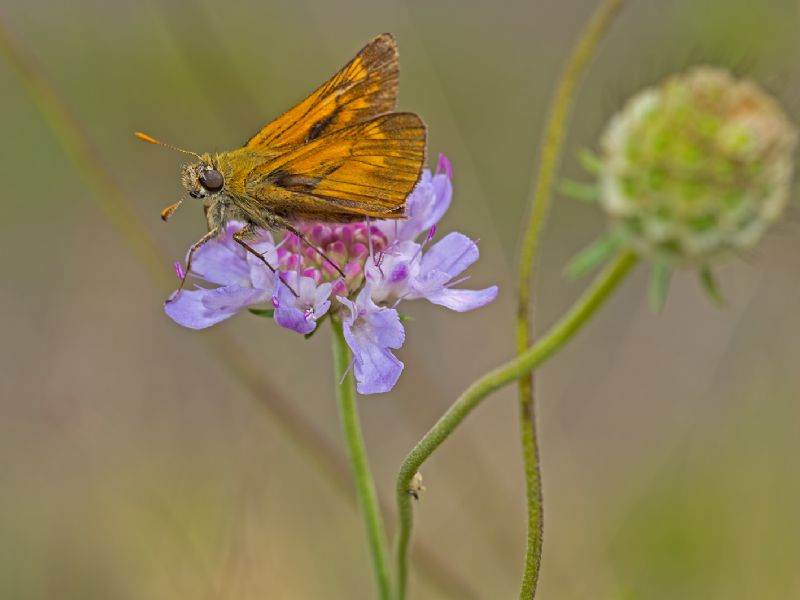 maschio di Ochlodes sylvanus